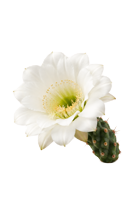 Flor de Cactus