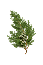 Hinoki Japonés