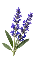 Salvia Azul