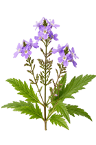 Verbena