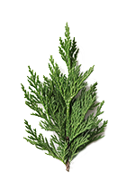 Oak Breeze