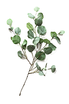 Eucalyptus