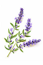 Lavender Bloom
