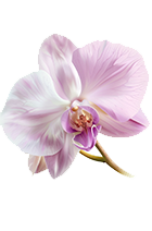 Orquídea