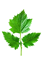 Pachuli