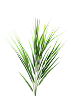 Vetiver