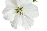 Almizcle