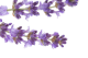 Bergamota