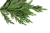 Cedro