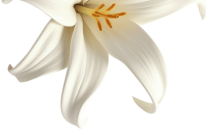 Wild Vanilla
