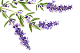 Lavanda