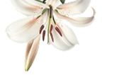 Lirio