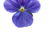 Violeta